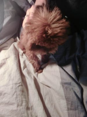 个人饲养的茶杯犬（五）