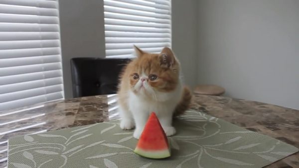 爱吃西瓜的猫咪