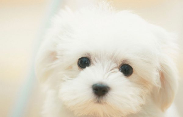 茶杯犬能长多大