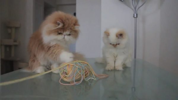 爱玩毛线的猫咪