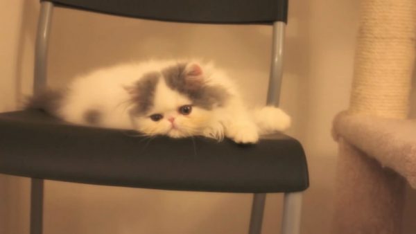 喜欢玩的猫咪