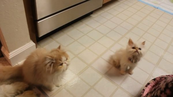 一群为了吃嚎叫的猫咪