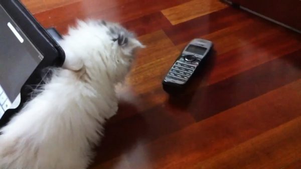 小猫玩电话