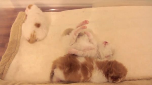 小猫咪的可爱睡姿