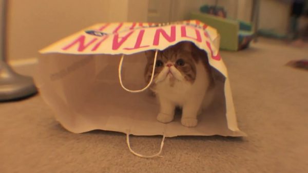 家有可爱猫咪