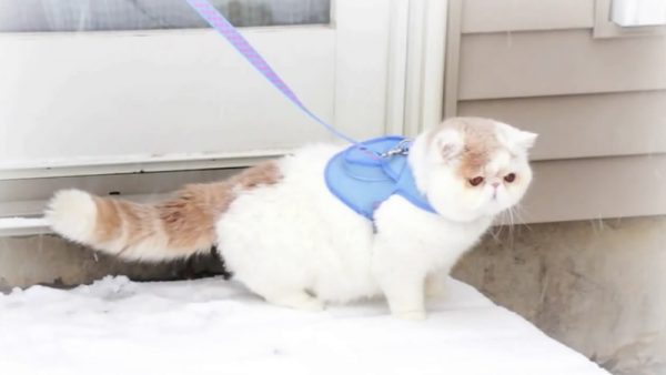 雪地里的包子脸猫