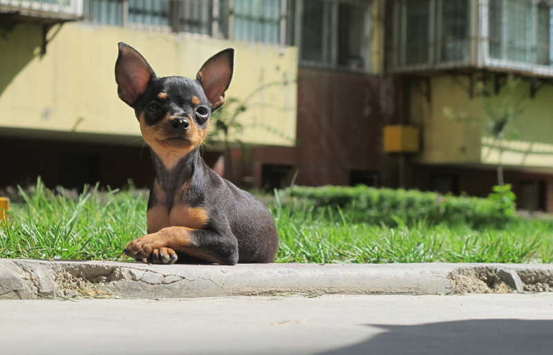 迷你袖珍小鹿犬图片