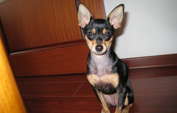 迷你袖珍小鹿犬（三）