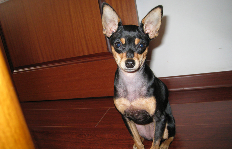 迷你袖珍小鹿犬图片