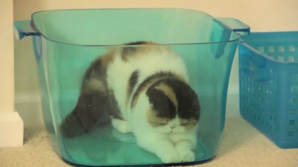喜欢藏在容器里的猫咪