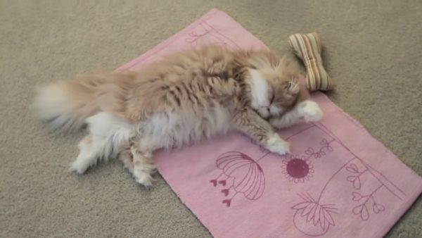 猫咪午睡