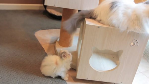 喜欢抓尾巴的猫咪