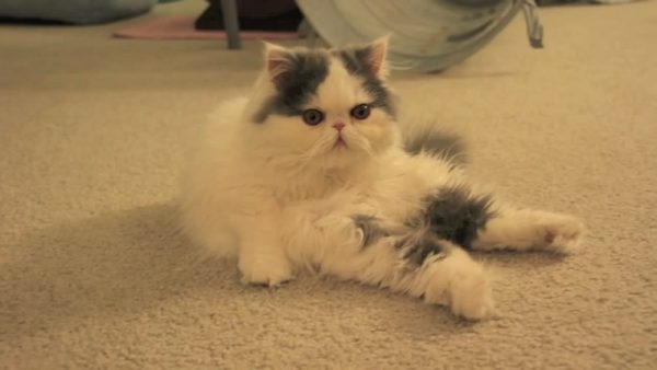 听话的猫咪