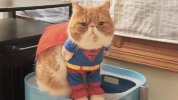 玩Cosplay的猫咪