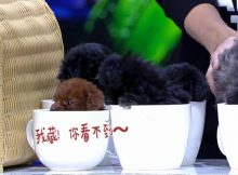 快乐大本营中的茶杯犬