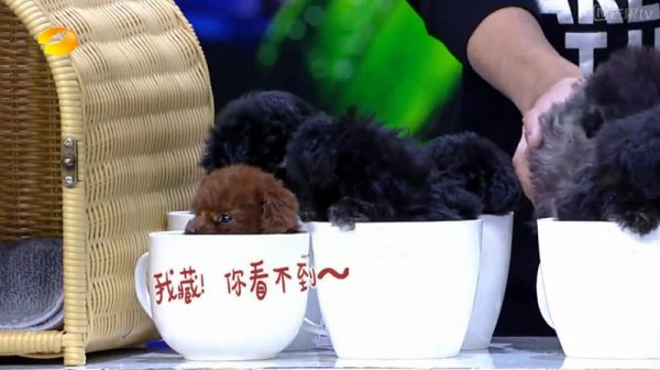 快乐大本营中的茶杯犬