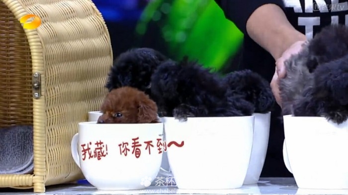 快乐大本营中的茶杯犬