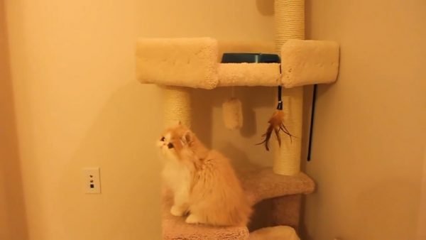 馋猫