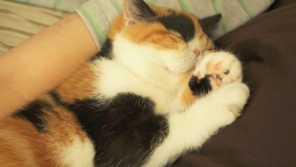 沉睡当中的肥猫