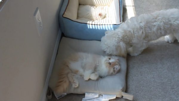 猫狗抢床
