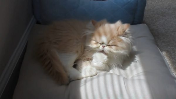 猫咪舔爪子