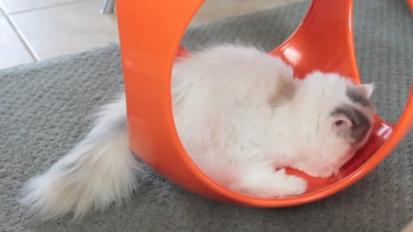 猫咪抓东西