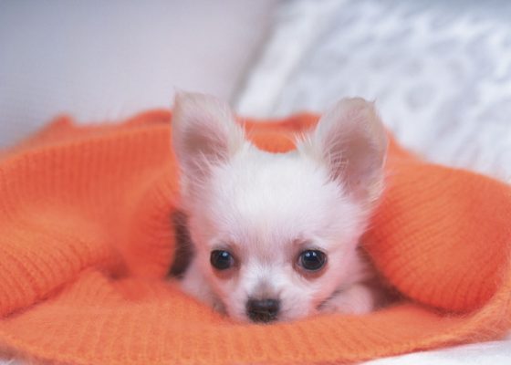 茶杯犬