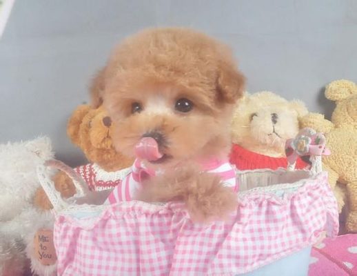 茶杯犬Cookie