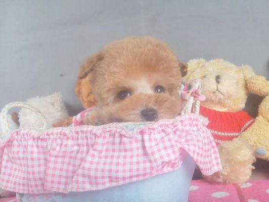 茶杯犬Cookie（二）
