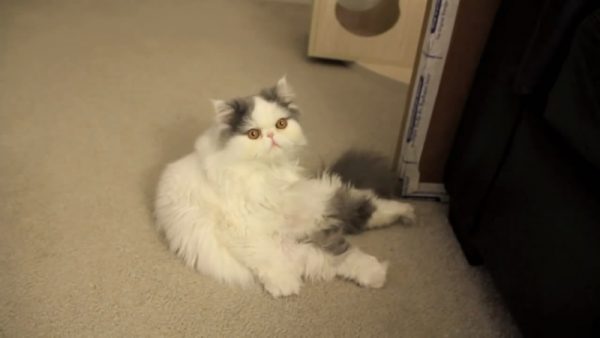 猫咪的坐姿
