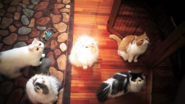 疯狂的猫咪