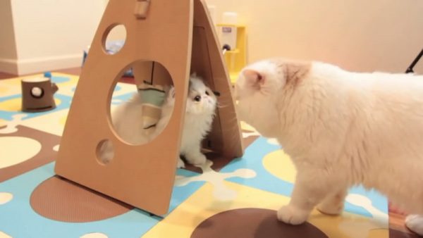 猫咪爱玩耍