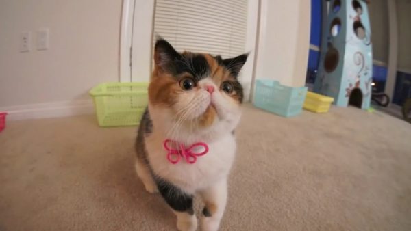 与小花猫快乐的玩耍