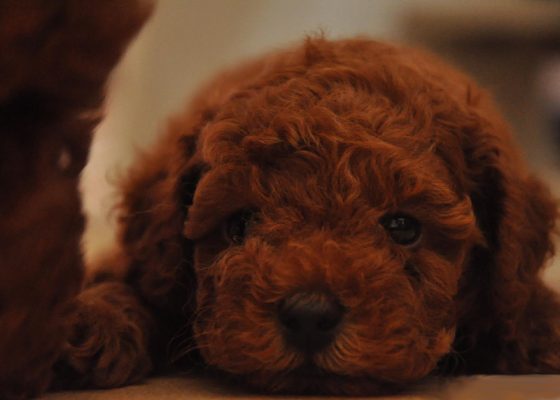 茶杯贵宾犬价格