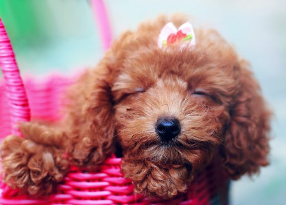 茶杯贵宾犬在哪可以购买