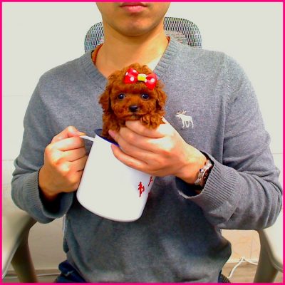 茶杯犬茶杯泰迪