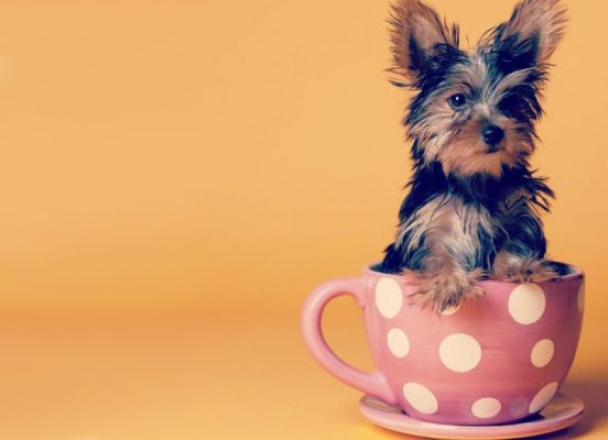 茶杯犬购买