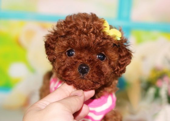 茶杯犬