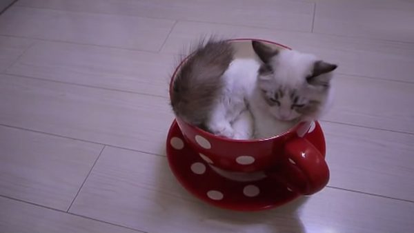 茶杯猫是如何诞生