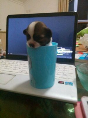 狗狗小的时候（三）
