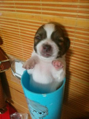 狗狗小的时候（四）