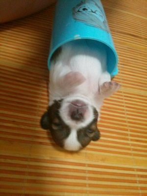 狗狗小的时候（五）