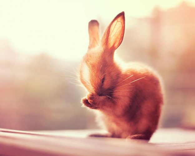 模特兔子