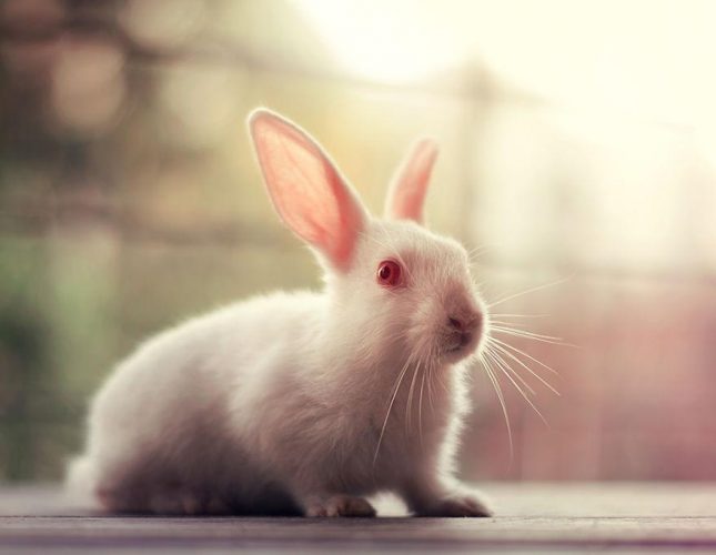 模特兔子