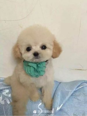 小贵宾犬