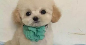 是小狗还是茶杯犬 小贵宾犬
