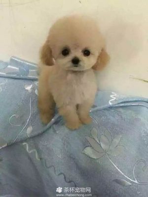 小贵宾犬（二）