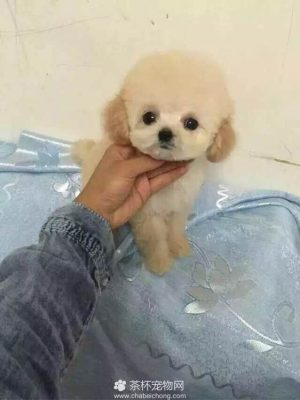 小贵宾犬（三）