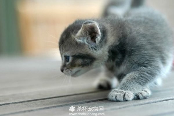 茶杯猫