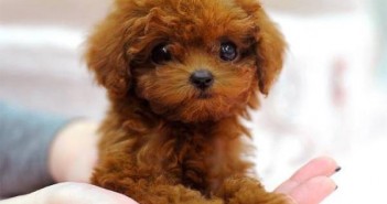 茶杯贵宾犬价格如何 茶杯贵宾犬价格